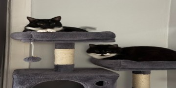 Austin Veterinary Care